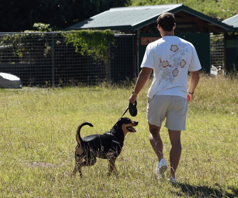 Un soigneur promène un chien en laisse dans les parcs