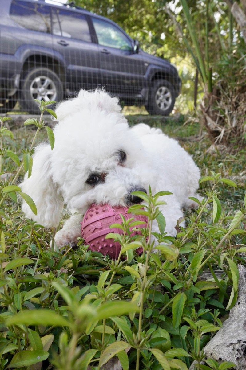 Un petit chien blanc joue avec sa balle dans l'herbe