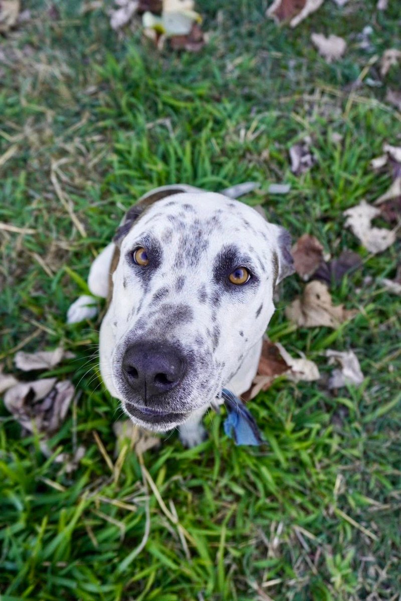 Un chien tacheté regarde l'objectif