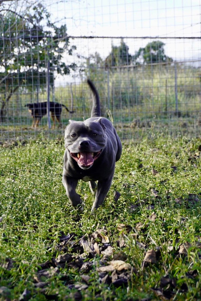 Un staffie gris court vers l'objectif