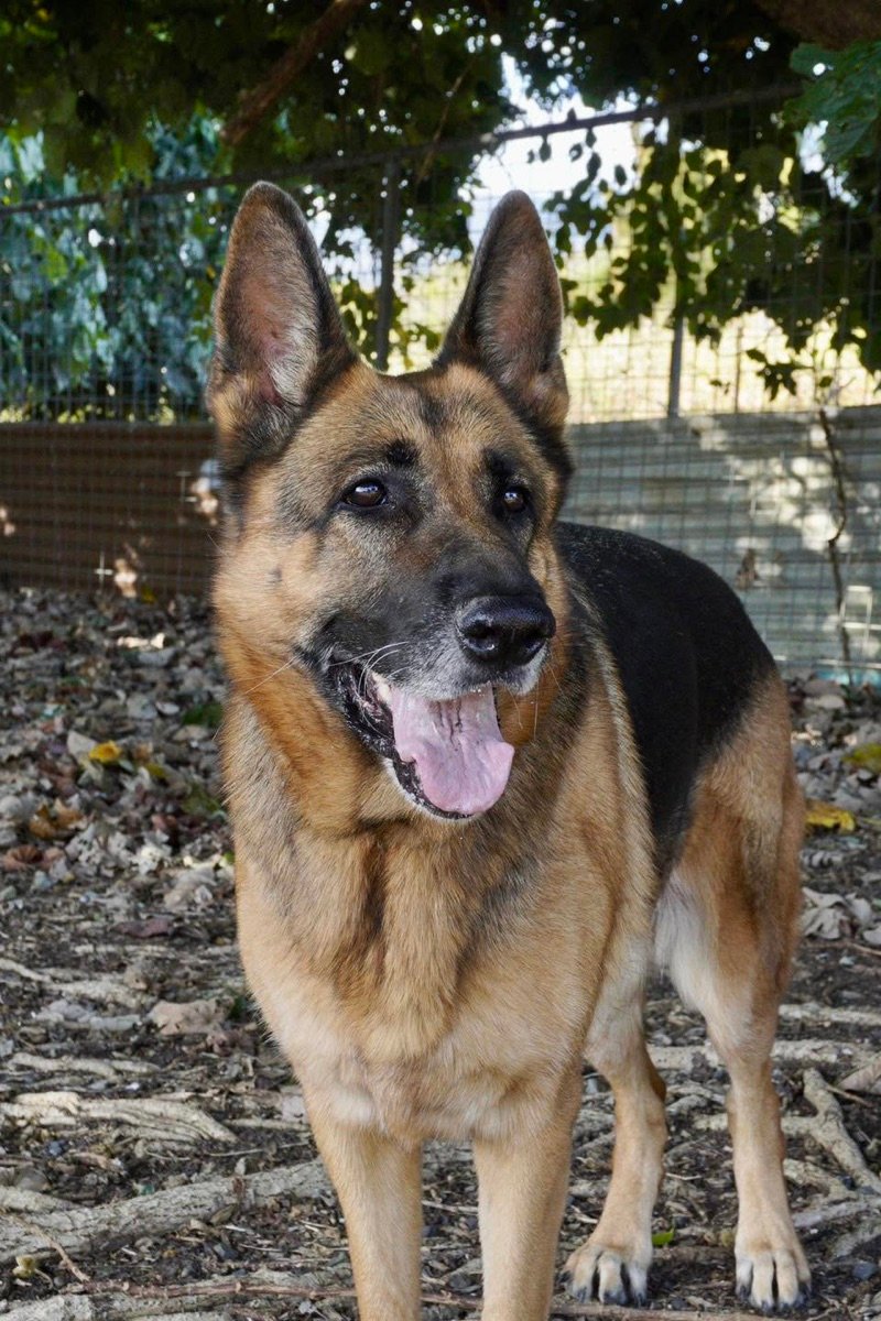 Un berger allemand dans un parc