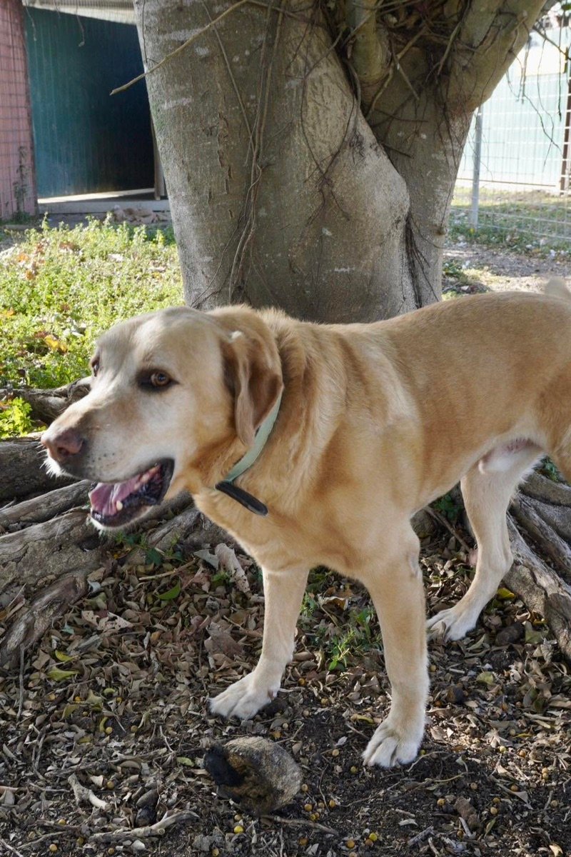 Un labrador sable au pied d'un arbre