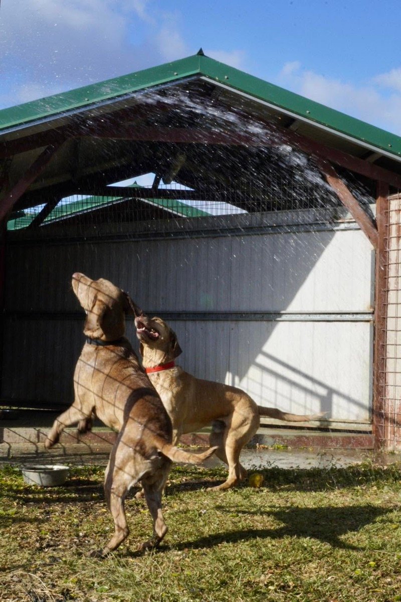 Deux chiens jouent sous l'arrosage devant un abri